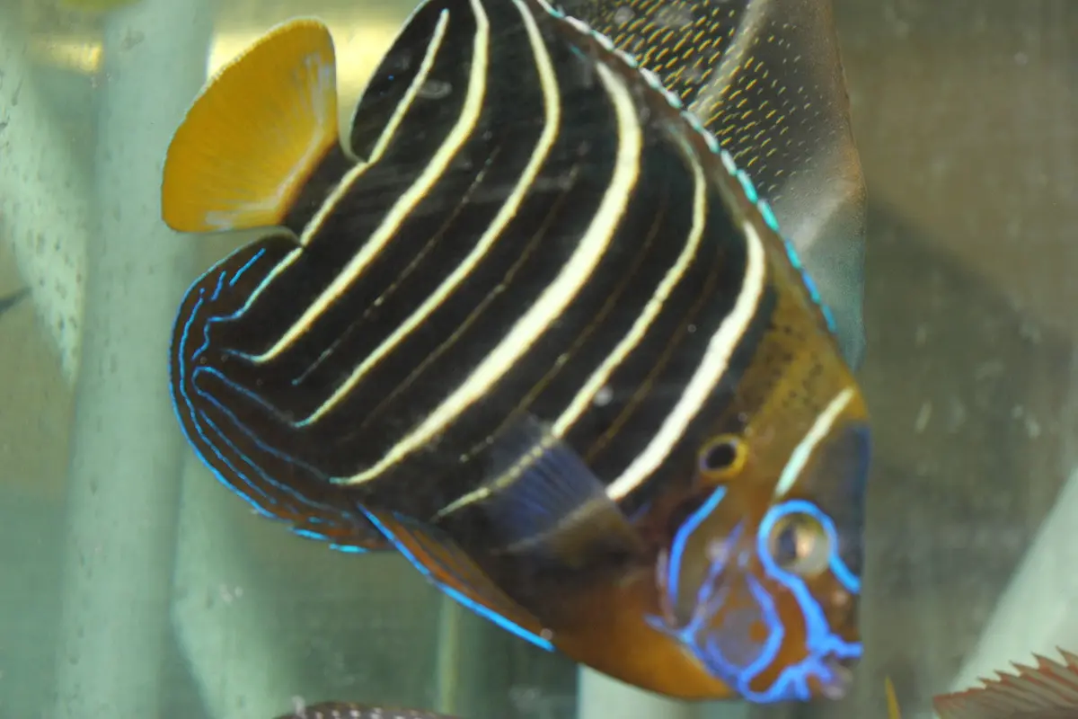 Chrysurus Angel | Pomacanthus Chrysurus  (8-9") 1