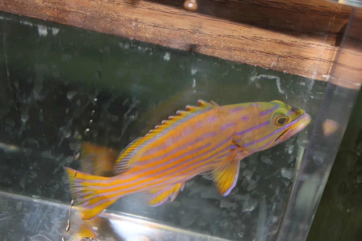 Polleni Grouper-2-3" Juv 1