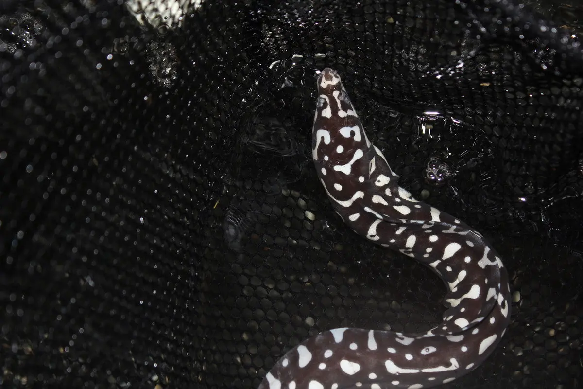Skeletor Eel (Echidna Xanthospilos) -6" 1