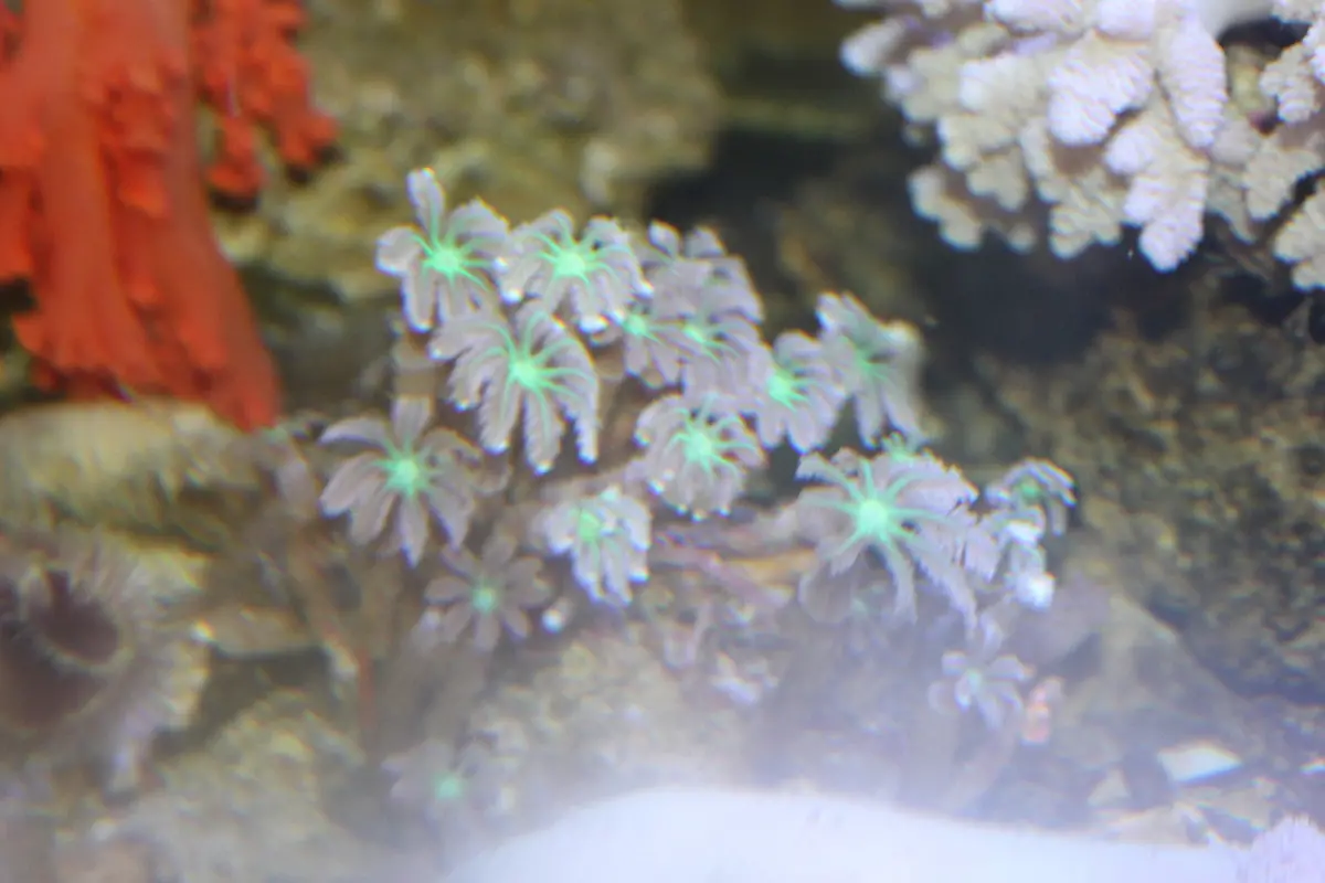 Clove Polyps (Clavularia Sp)-Neon Green 1