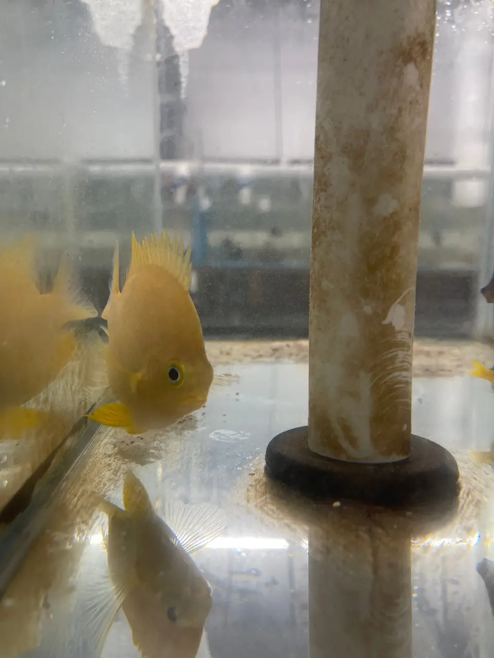Giant Gold Damsel | Amblyglyphidodon Aureus  (4") 1