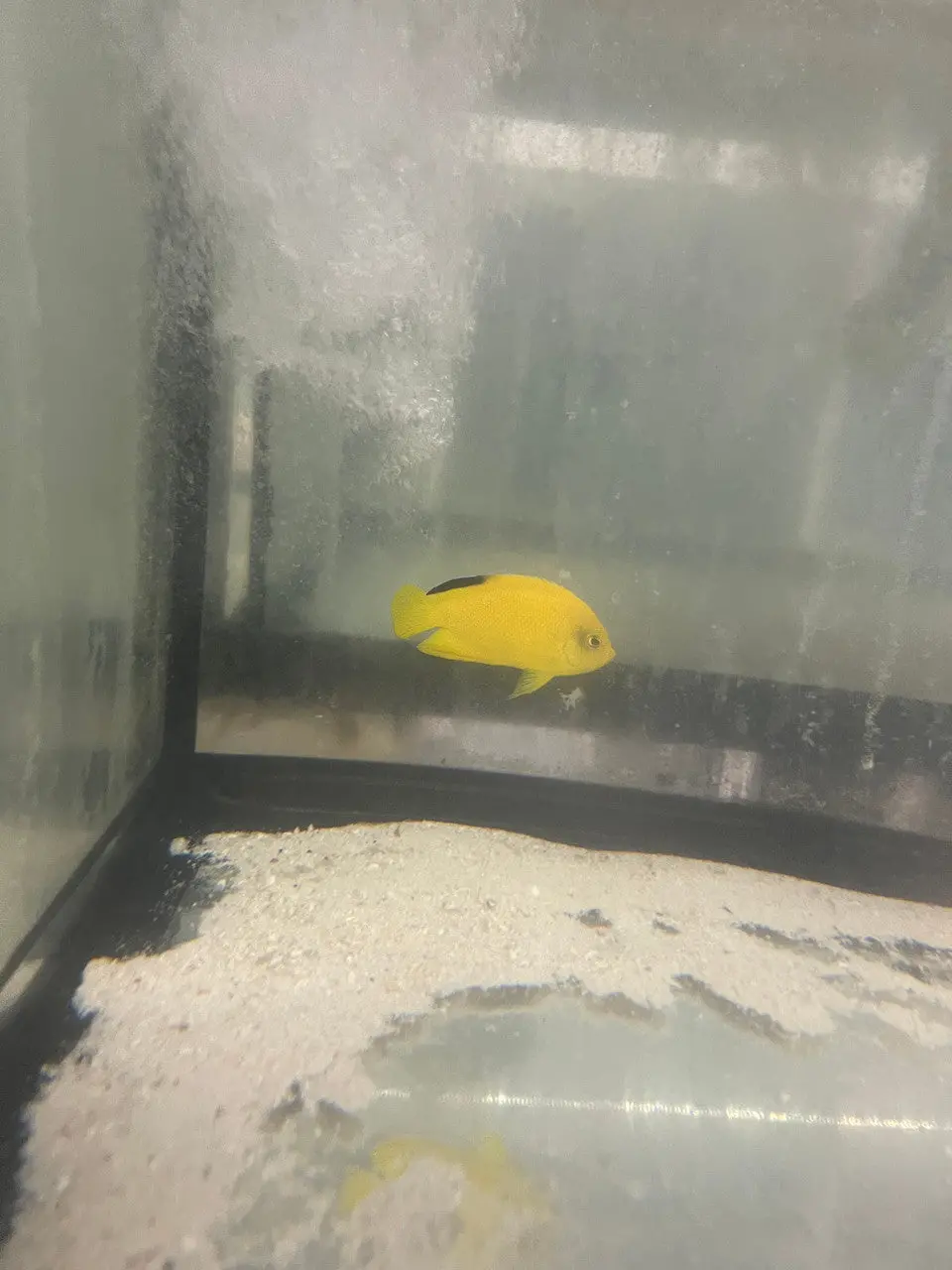 Woodhead's Angelfish | Centropyge Woodheadi 1