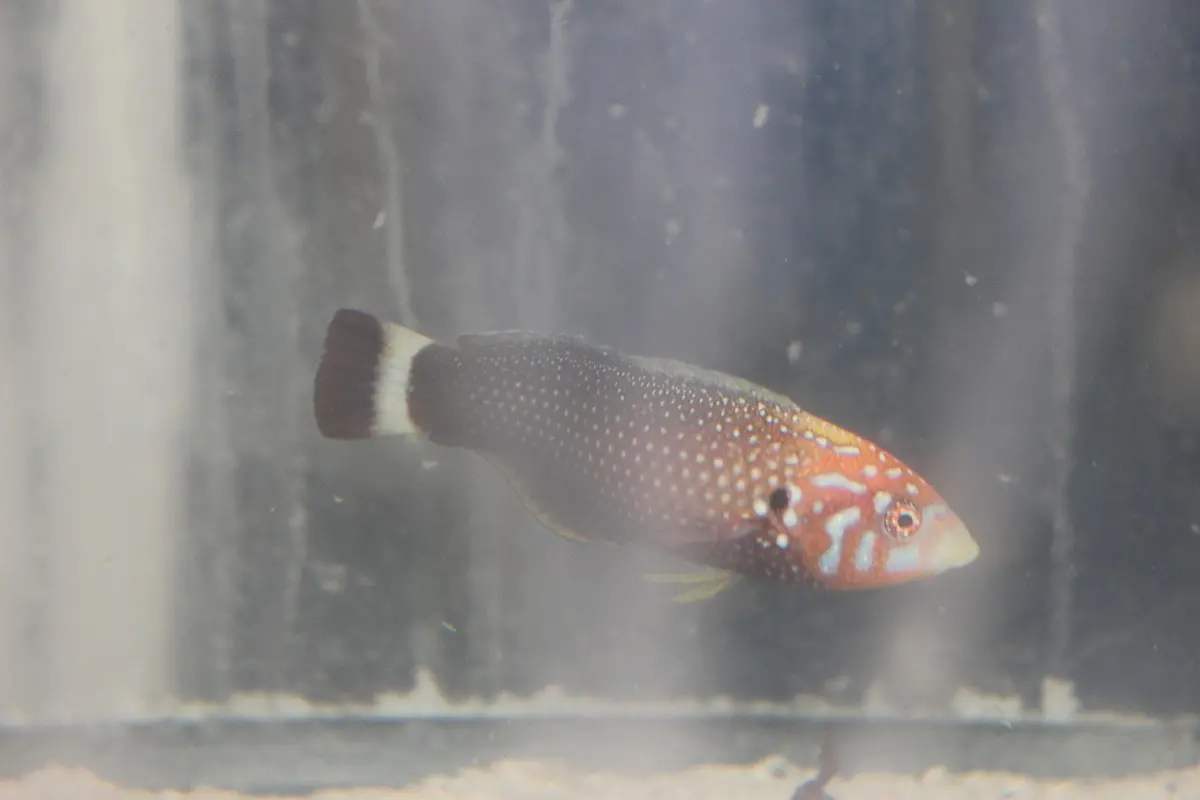 Hawaiian Psychead Wrasse (Male) 1