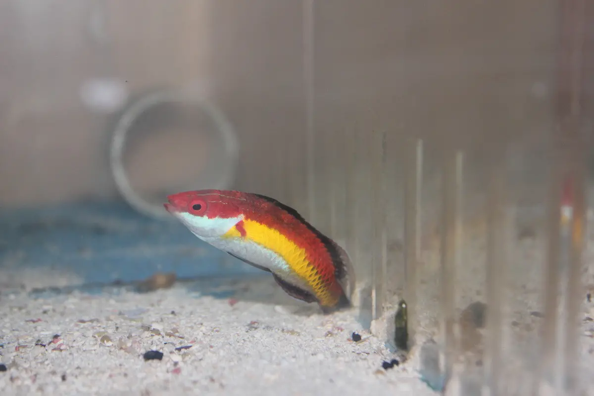 Naokoae Fairy Wrasse | Cirrhilabrus Naokoae 1