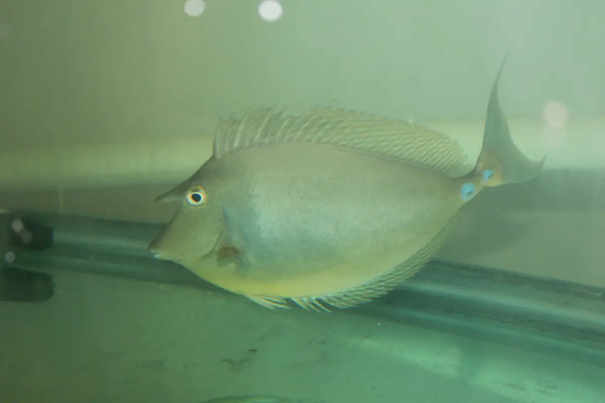 Unicorn Tang (10-11”) 1