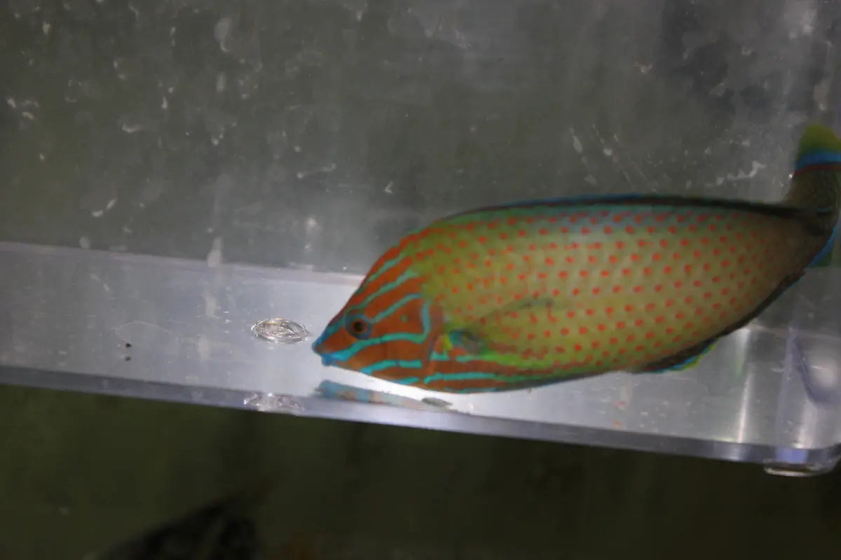 Grey Head Wrasse (Halichoeres Leucurus)-5" Male 1