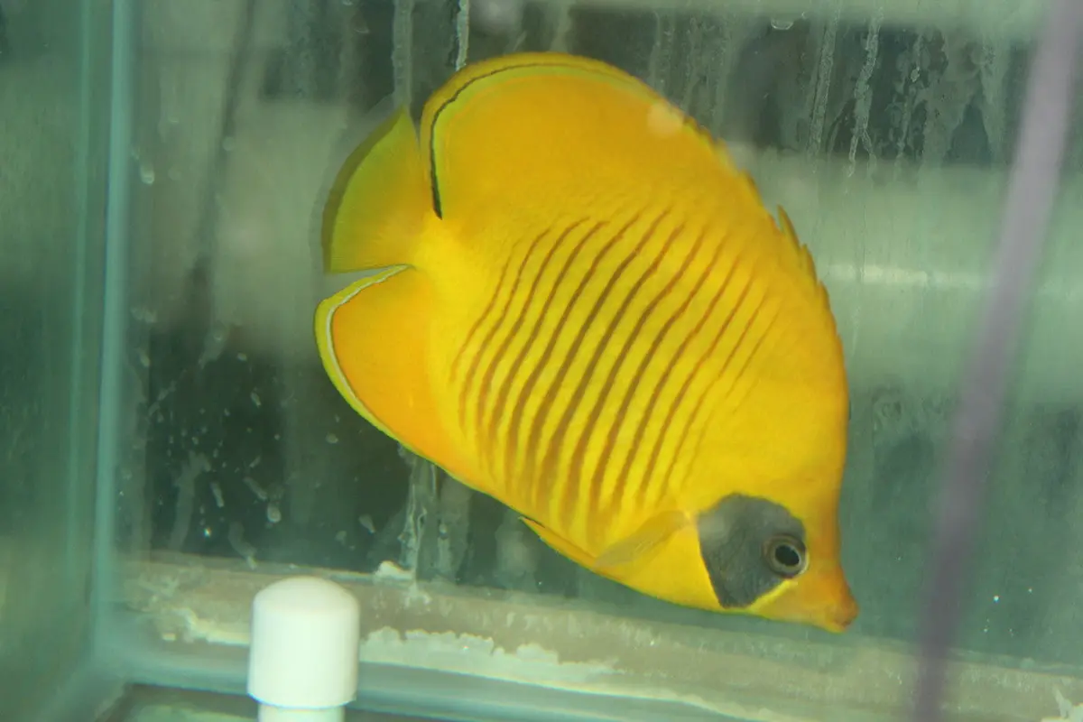 True Percula Clownfish-Super Black Pair 2 Wysiwyg 1