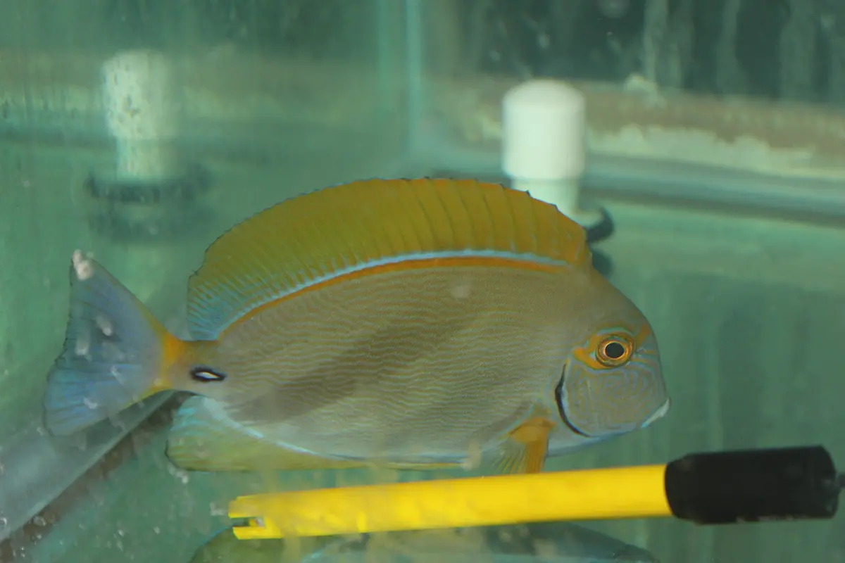 Dussumieri Tang (Africa) 4-6” 1