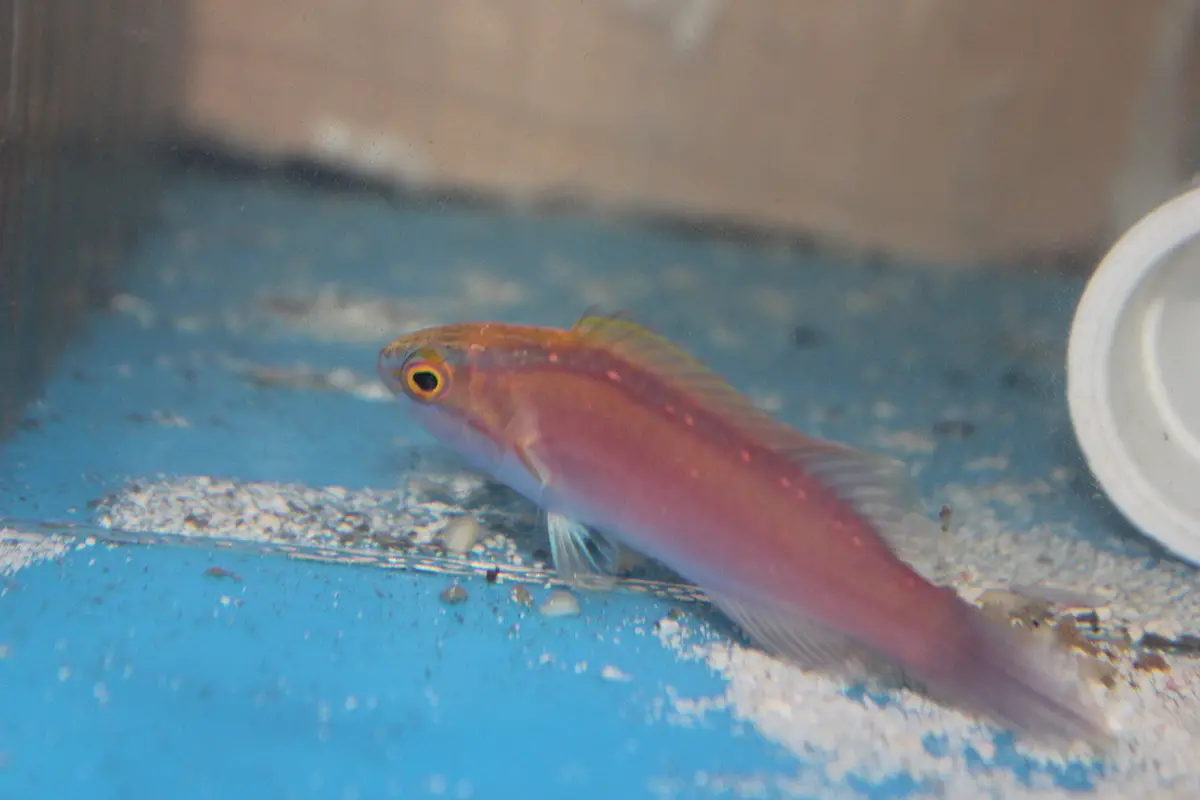 Rose-Band Fairy Wrasse (Cirrhilabrus Roseafascia) -3-4" Male 1