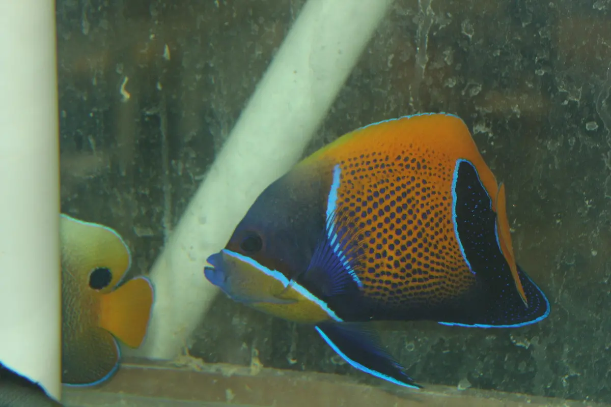 Majestic Angel (3-4” Adult) 1
