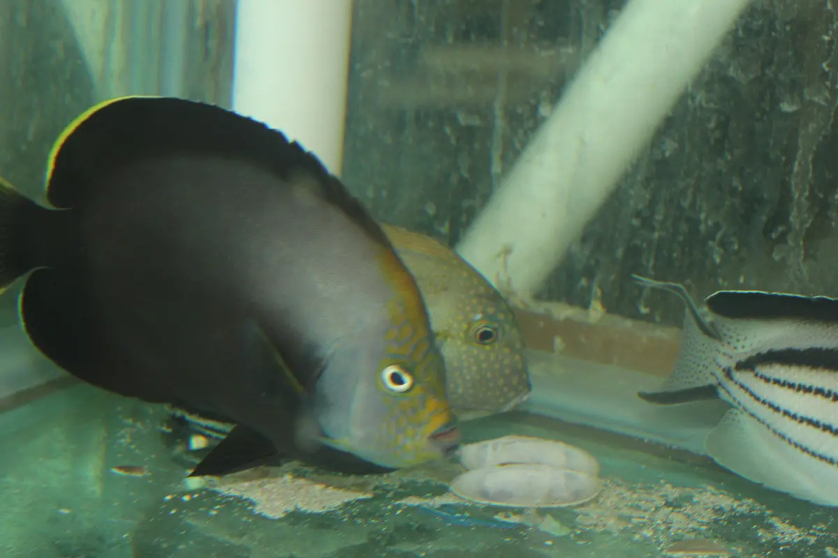 Black Velvet Angelfish | Chaetodontoplus Melanosoma (5-6") 1