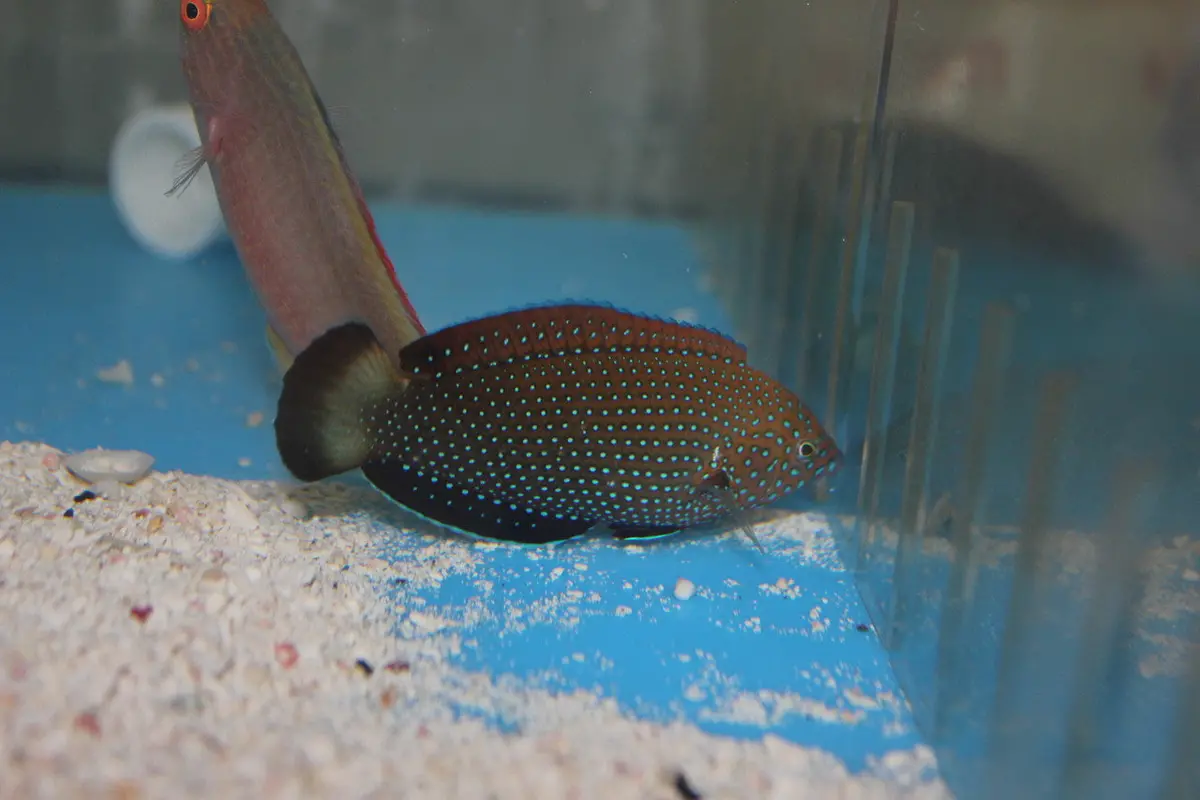 Blue Spotted Leopard Wrasse 1