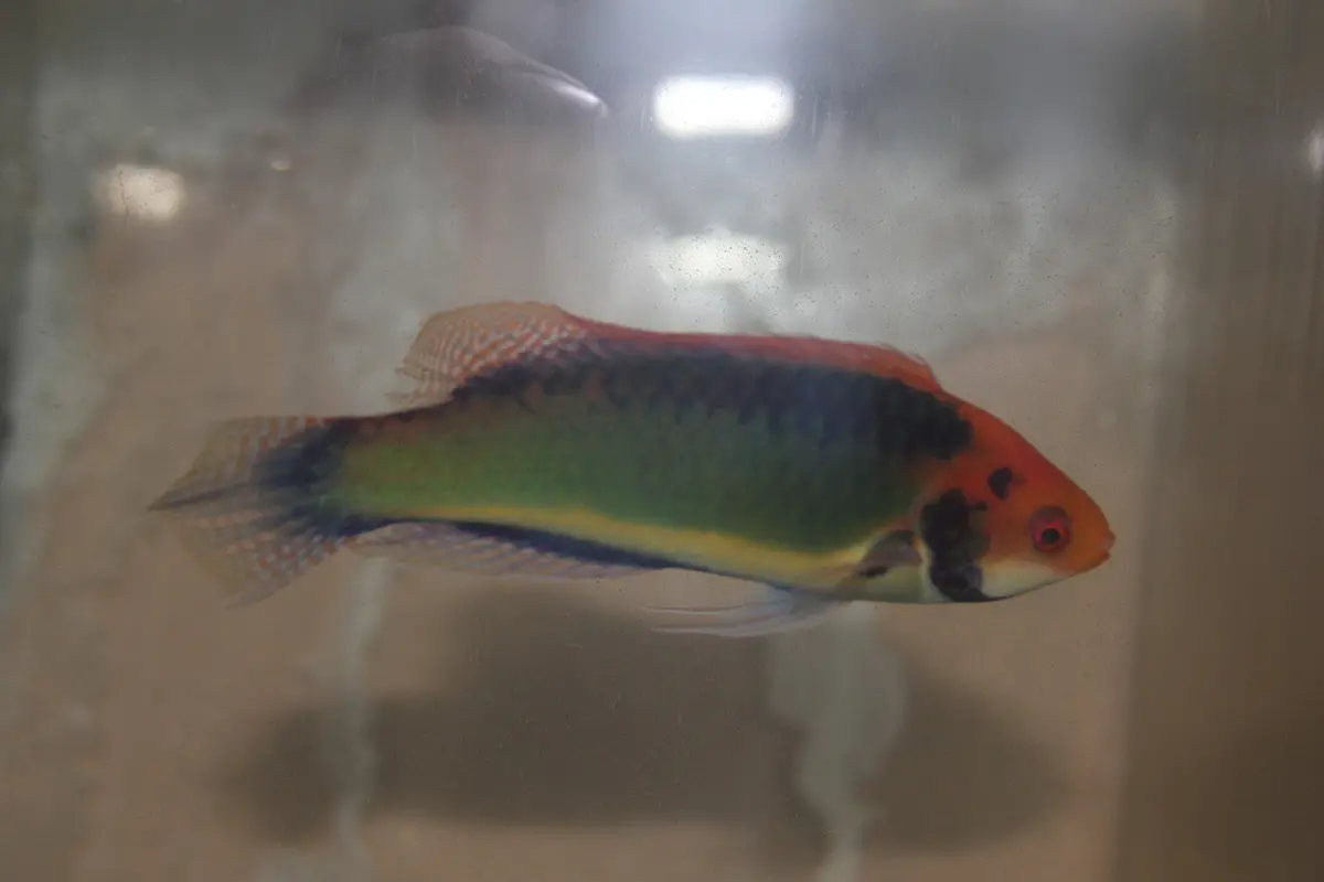 Clown Fairy Wrasse 1