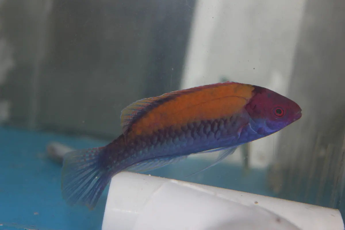 Orange Back Fairy Wrasse | Cirrhilabrus Aurantidorsalis 1