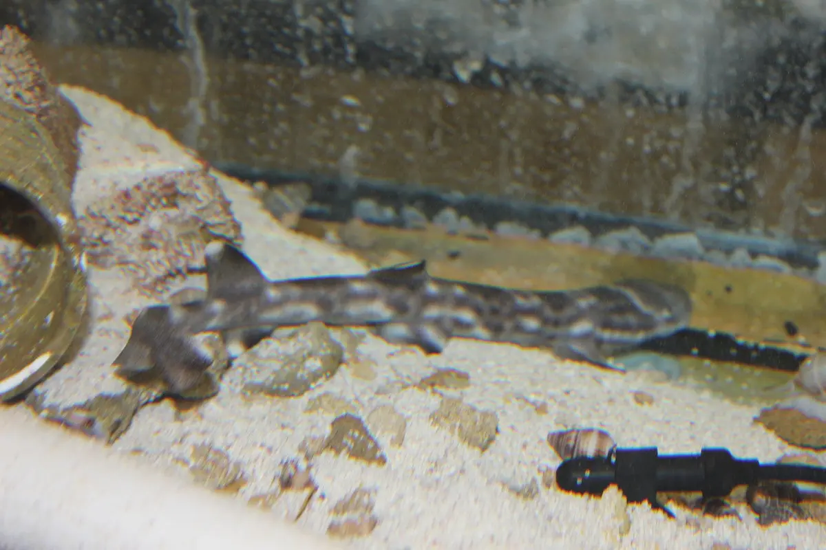 Marble Cat Shark (6") 1