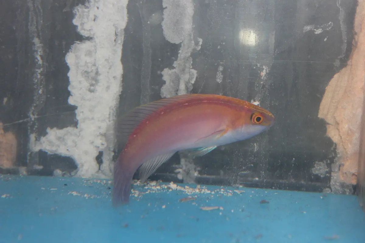 Rose-Band Fairy Wrasse (Cirrhilabrus Roseafascia) -Pair (3-4" Male, 3" Female) 1