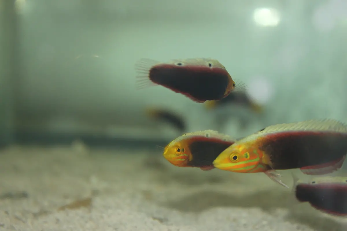 Radiant Wrasse (African)-2" 1