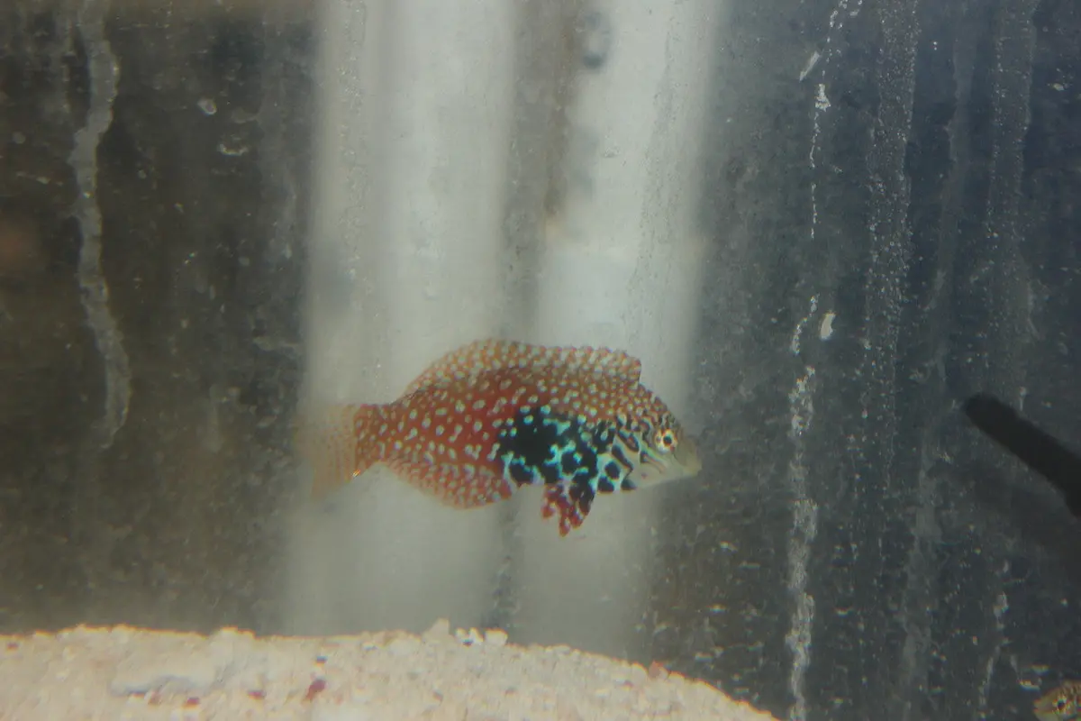 Mauritius Splendid Leopard Wrasse 1