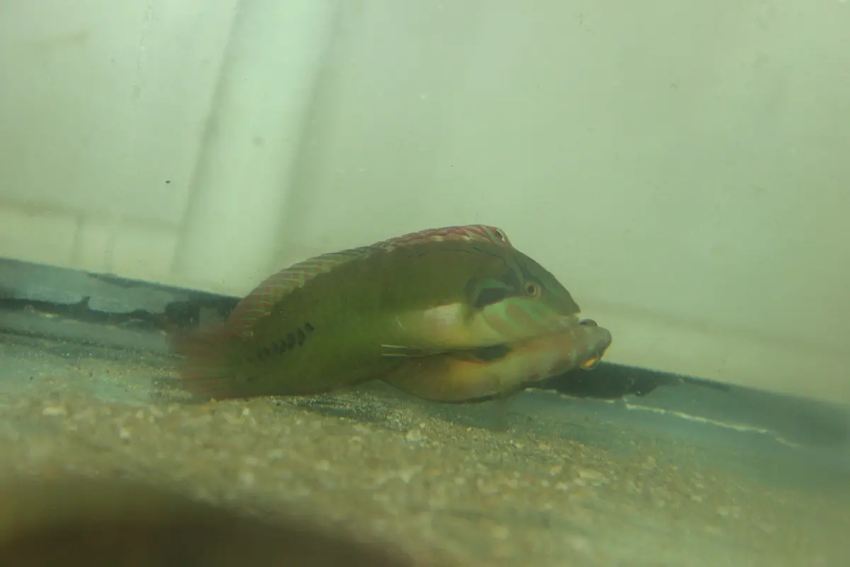 Green Seagrass Wrasse (Novaculichthys Macrolepidotus)-5-6” 1