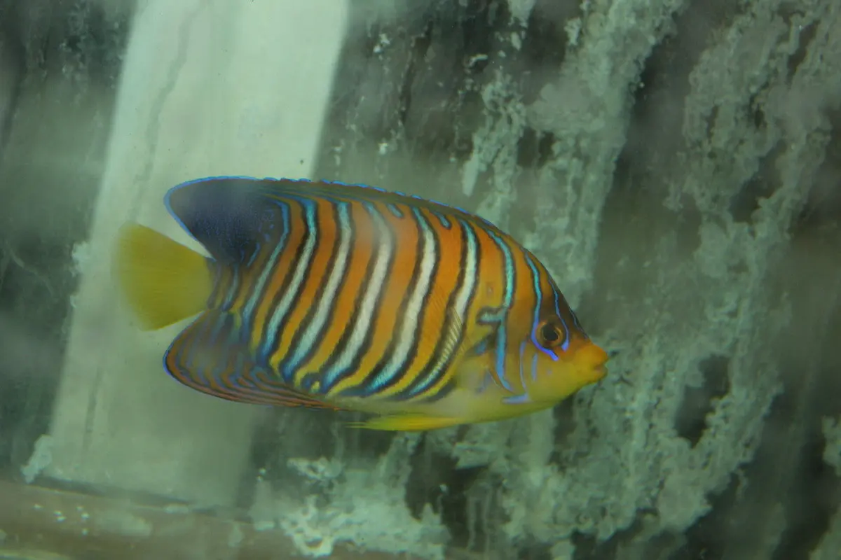 Regal Angel (Sumatra Yellow Belly)-3-4" 1