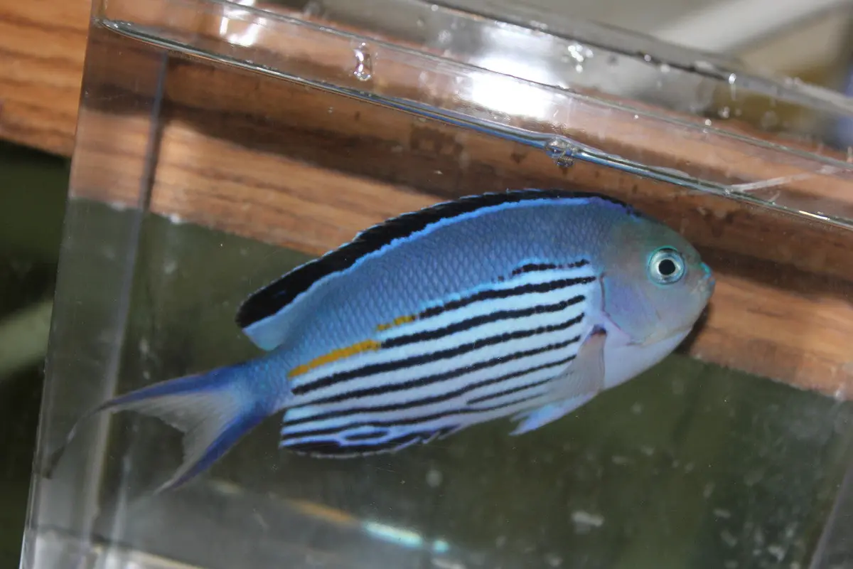 Wattanabe Angel 5-6" Transitioning Male 1