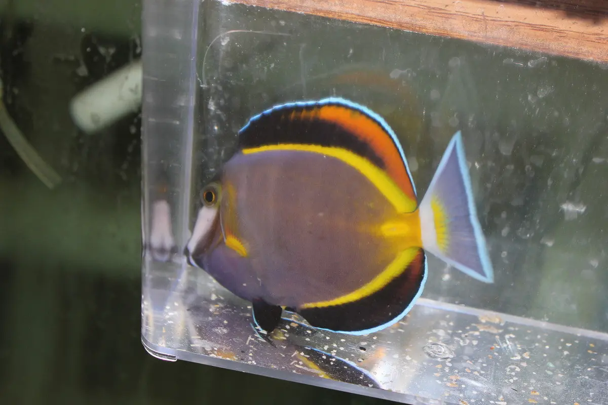 Powder Brown Tang (3-4") 1