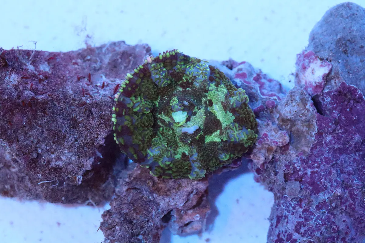 Camo Rhodactis Mushroom 1