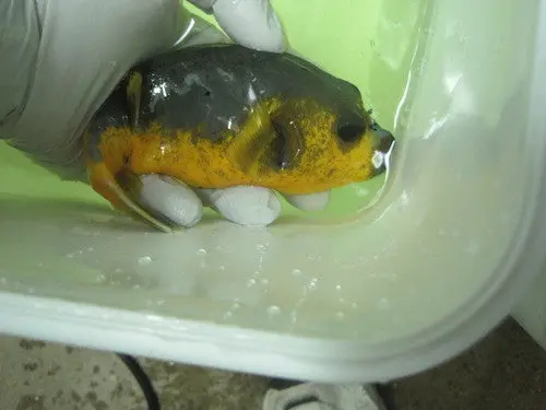 Yellow Belly Dog Face Puffer (6") 1