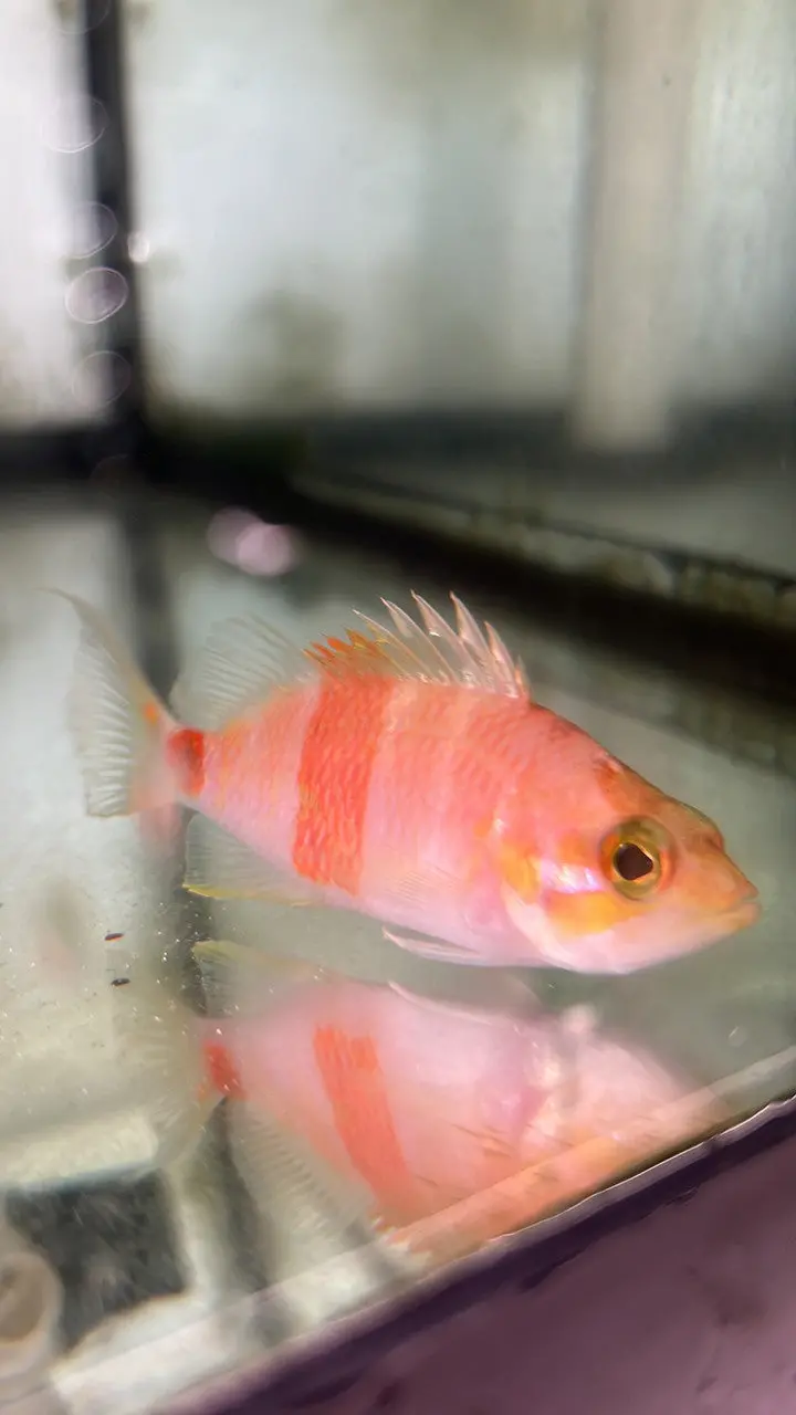 Azuma Perchlet | Plectranthias Azumanus (3") 1