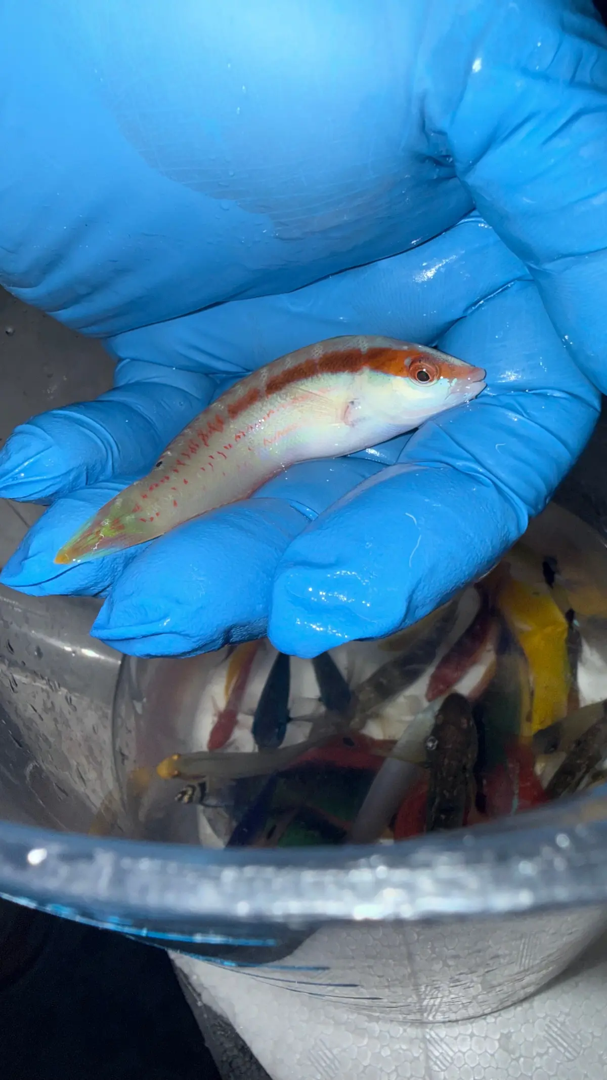 Pale Barred Coris Wrasse (Coris Dorsomacula)-4" 1