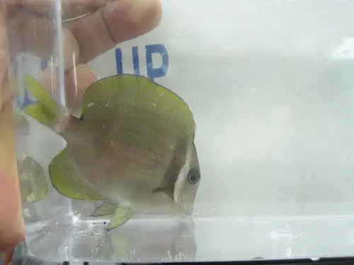 White Bar Surgeonfish (2") 1