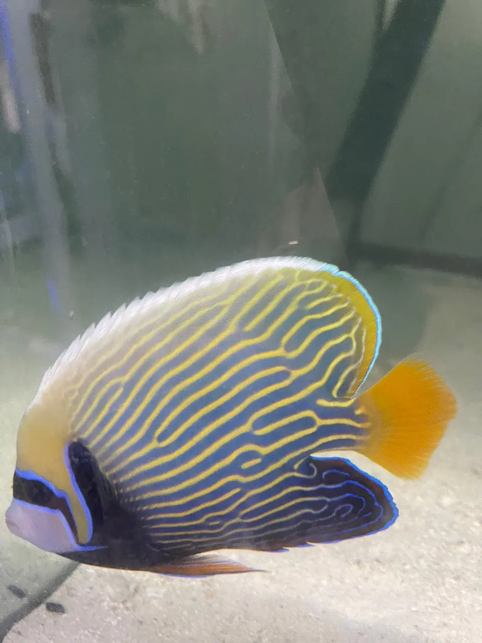 Imperator Angel 8" (Africa Orange Tail) 1