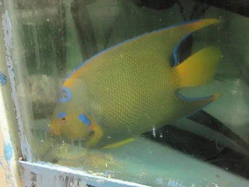 Queen Angelfish (Xl 7-8”) 1