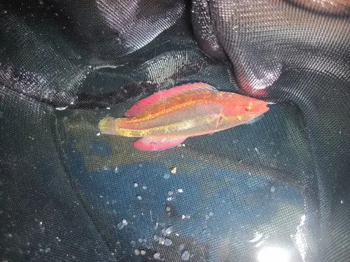 Temminck's Fairy Wrasse-Male 1