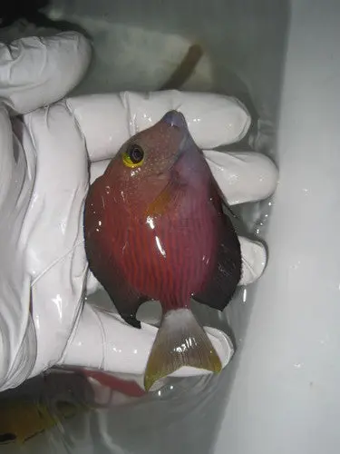 White-Tail Bristletooth Tang (2-2.5") 1