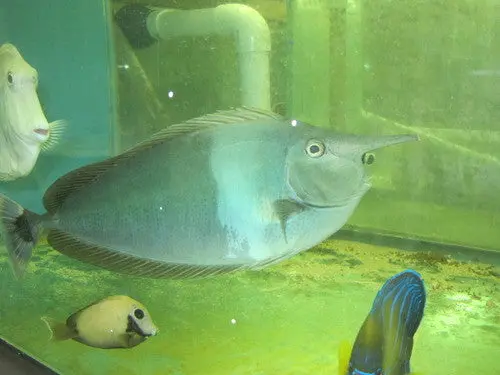 Spotted Unicorn Tang-Adult (10") 1