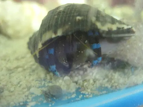 Electric Blue Hermit Crabs 1