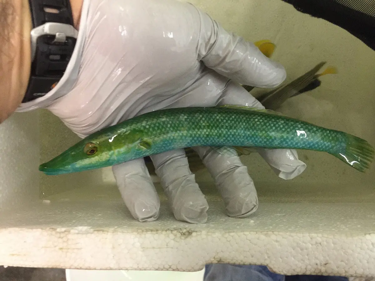 Red Sea Cigar Wrasse | Cheilio Inermis (10") 1
