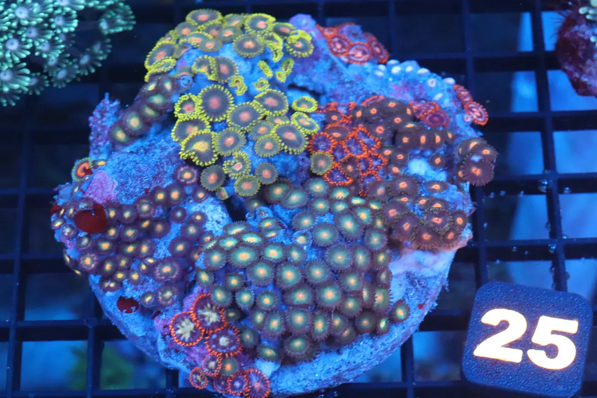 Multi Zoa Colony (#25) 1