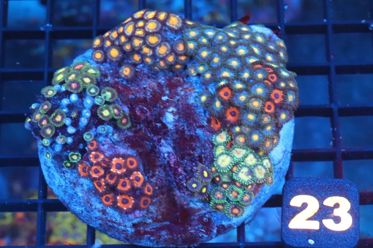 Multi Zoa Colony (#23) 1