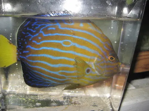 Blue Line Angel (7-8") 1