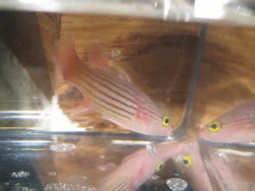 Pale Fin Basslet 1