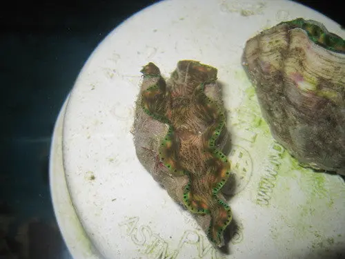 Derasa Clam-2-3" 1