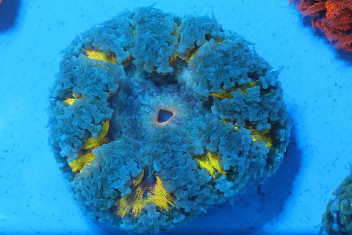 Pretty In Yellow Rock Flower Anemone 1