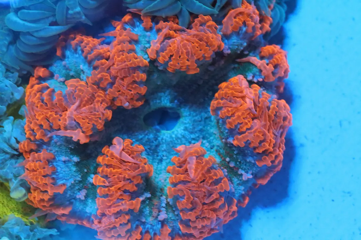 Red Skirt Rock Flower Anemone 1