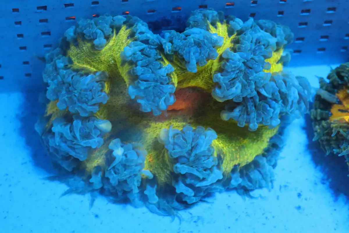 Yellow Rock Flower Anemone 1