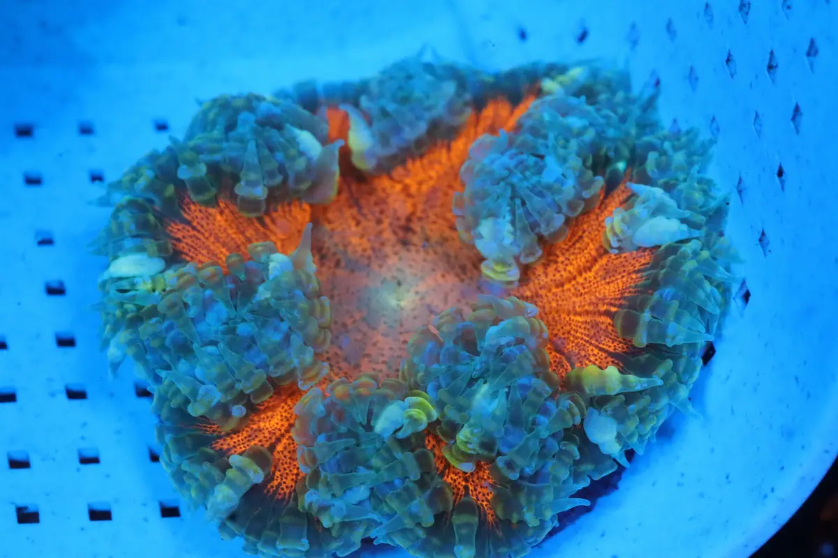Burning Sun Rock Flower Anemone 1