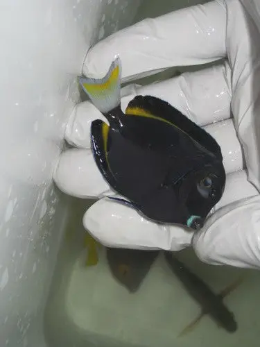 Gold Rimmed Surgeonfish-3-4" 1