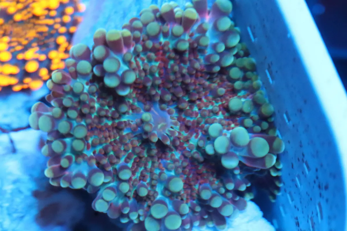 Maroon Gumball Yuma (A112) 1