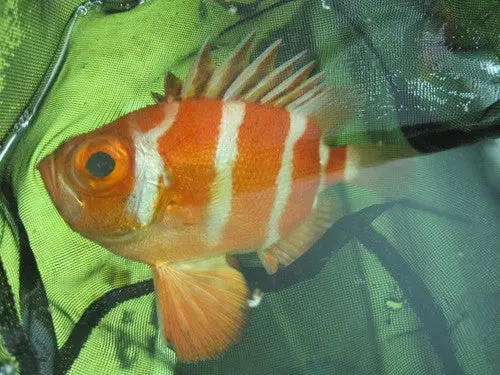 Popeye Catalufa Soldierfish (5") 1